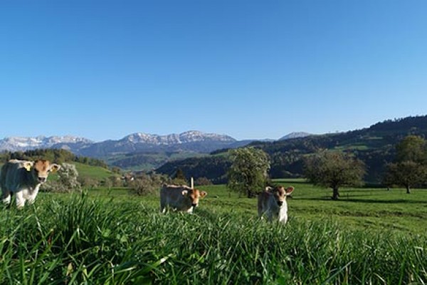Bauernhof Farnere