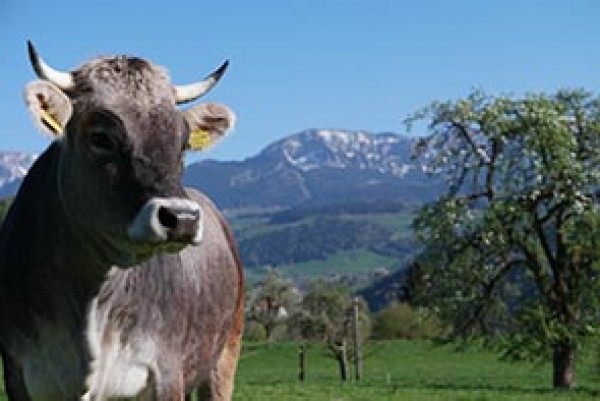 Bauernhof Farnere